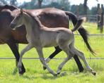 Meerdere paarden en pony's te koop, Dieren en Toebehoren, Paarden, Meerdere dieren, Niet van toepassing, Gechipt