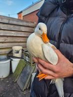 Hollandse kwakers, Mannelijk