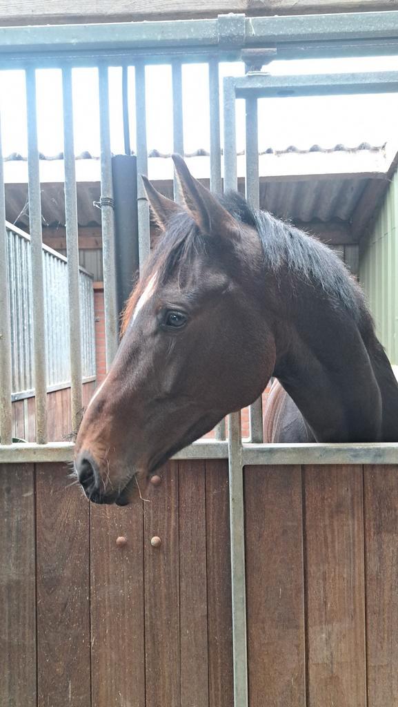 Reliable leisure horse looking for experienced rider, Dieren en Toebehoren, Paarden en Pony's | Overige Paardenspullen, Overige soorten