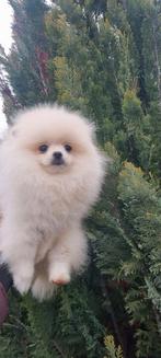 Pomeriaan pups pomeriaan, Particulier, Keeshond, 15 weken tot 1 jaar, Buitenland