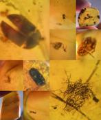 Barnsteen met insectjes 10 stuks, Verzamelen, Ophalen of Verzenden, Fossiel