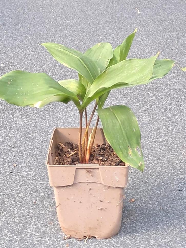 Lelietjes van dalen stekken 9 stuks, Tuin en Terras, Planten | Fruitbomen, Overige soorten, Ophalen