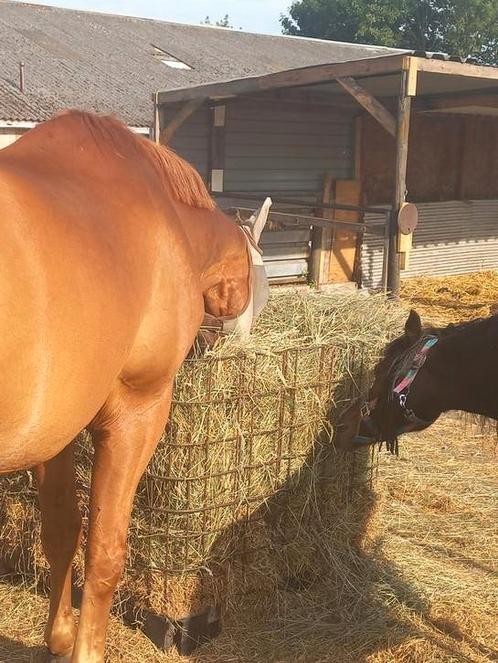 Wei 1 plek hp vrij paard pony achter woonhuis met toezicht, Dieren en Toebehoren, Stalling en Weidegang