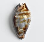 Schelpen: Cypraea (zoila) friendii 67mm (F+++/Gem) Australië, Verzamelen, Mineralen en Fossielen, Ophalen of Verzenden, Schelp(en)