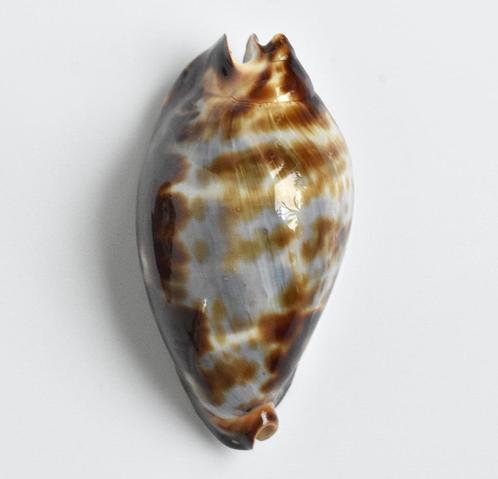Schelpen: Cypraea (zoila) friendii 67mm (F+++/Gem) Australië, Verzamelen, Mineralen en Fossielen, Schelp(en), Ophalen of Verzenden