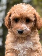 Klein type Maltipoo pups in abricot, zwart en crème kleuren, Poedel, Nederland, CDV (hondenziekte), 8 tot 15 weken