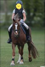 Welsh cob (D) 9 jaar, Dieren en Toebehoren, Ruin, 11 jaar of ouder