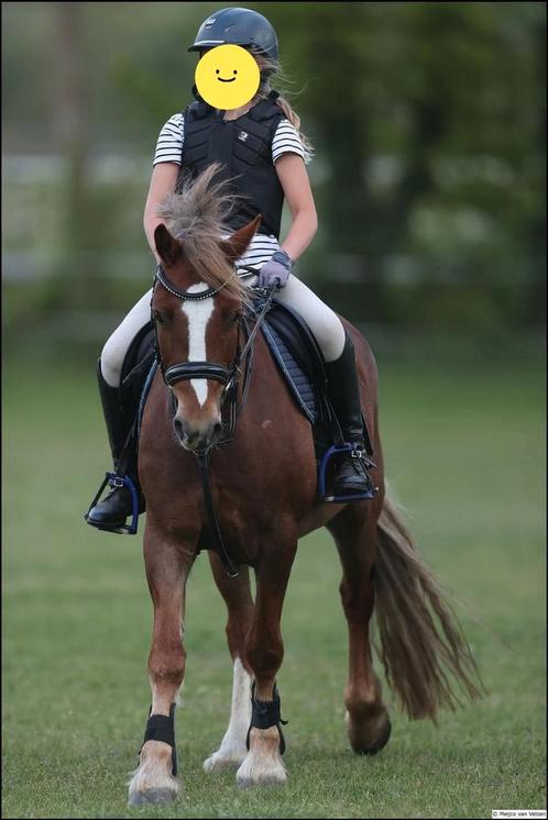 Welsh cob (D) 9 jaar, Dieren en Toebehoren, Pony's, Ruin, 11 jaar of ouder