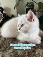 Brits korthaar kittens met stamboom point, Dieren en Toebehoren, Katten en Kittens | Raskatten | Langhaar, Meerdere dieren, Met stamboom