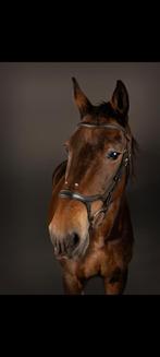 Lease paard aangeboden (voor o.a. buitenritten), Ophalen, Nieuw