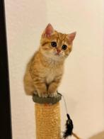 Britse Korthaar Kittens !, Dieren en Toebehoren, Katten en Kittens | Raskatten | Korthaar, Kater, Gechipt, 0 tot 2 jaar
