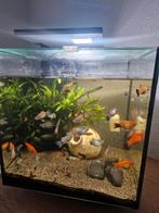 Platy's te koop 1 euro per visje, Dieren en Toebehoren, Vissen | Aquaria en Toebehoren, Ophalen, Zo goed als nieuw