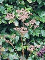zaden Patrinia monandra, Tuin en Terras, Bloembollen en Zaden, Verzenden, Voorjaar, Volle zon, Zaad