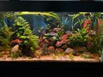 Compleet Aquarium 130x65x70 cm (144 cm hoog), Dieren en Toebehoren, Ophalen, Gebruikt, Gevuld zoetwateraquarium