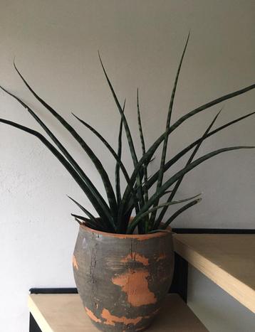Grote terracotta bloempot met grote 72cm oude kamerplanten beschikbaar voor biedingen