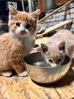 Vier boerderij kittens te koop!, Dieren en Toebehoren, Katten en Kittens | Overige Katten