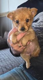 ...PRACHTIGE POMERIAAN PUPS..., Dieren en Toebehoren, Honden | Chihuahua's en Gezelschapshonden, Overige rassen, 8 tot 15 weken