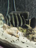 Te koop Malawi cichliden tilapia, Dieren en Toebehoren, Vis