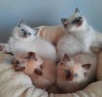 Ragdoll kittens met stamboom, Dieren en Toebehoren, Katten en Kittens | Raskatten | Langhaar, Meerdere dieren, Gechipt, 0 tot 2 jaar
