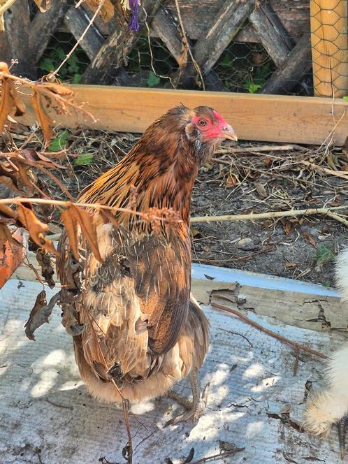 Aangeboden: opvangen/adoptie van allerlei dieren, Dieren en Toebehoren, Pluimvee, Overige soorten, Meerdere dieren