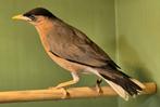 Pagode spreeuw MAN, Dieren en Toebehoren, Vogels | Overige Vogels, Mannelijk, Geringd