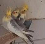 Valkparkiet, Dieren en Toebehoren, Vogels | Kanaries, Vrouwelijk, Kleurkanarie