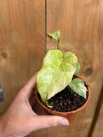 Monstera thai constellation plant mutant mint variegata, Huis en Inrichting, Ophalen of Verzenden, Halfschaduw, Minder dan 100 cm