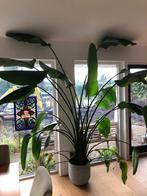Strelitzia Nicolai toef XL, Huis en Inrichting, Kamerplanten, Ophalen, 200 cm of meer, Overige soorten, Halfschaduw