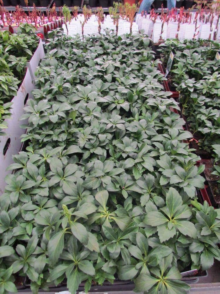 Pachysandra | Schaduwkruid | Bodembedekker, Ophalen, Bodembedekkers, Vaste plant, Halfschaduw
