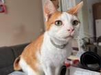 Rood witte kater en grijs witte kater, Dieren en Toebehoren, Katten en Kittens | Overige Katten, Kater, Kortharig, 0 tot 2 jaar