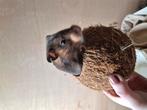 Syrische hamsters, Dieren en Toebehoren, Hamster, Meerdere dieren, Tam, September
