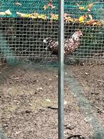 4 friese hoenders te koop (kippen), Dieren en Toebehoren, Pluimvee, Vrouwelijk, Kip
