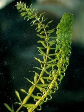 Waterpest dé oplossing voor een heldere zuurstofrijke vijver, Tuin en Terras, Vijvers, Ophalen
