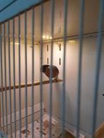 Mooie kleine goudvink man, Dieren en Toebehoren, Vogels | Overige Vogels, Mannelijk, Wildzangvogel, Geringd