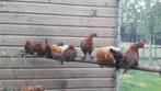 Jonge sabelpoot pluimvee, Dieren en Toebehoren, Pluimvee, Meerdere dieren, Kip