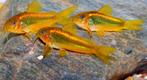 Corydoras Orange Lasers en Multiradiatus XXL, Vis, Zoetwatervis