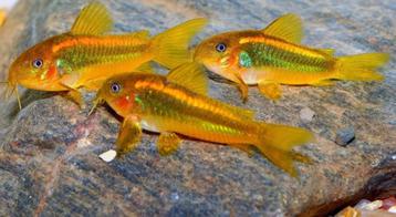 Corydoras Orange Lasers en Multiradiatus XXL beschikbaar voor biedingen