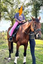 Super brave merrie, Dieren en Toebehoren, Ophalen of Verzenden, Zo goed als nieuw