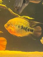 Zelf gekweekt Vieja hybrid kruising flowerhorn parrot, Dieren en Toebehoren, Vissen | Aquariumvissen