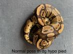 Wildkleur poss th Desert Ghost Hypo Pied vrouw koningspython, Slang