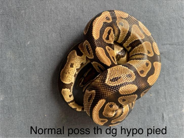 Wildkleur poss th Desert Ghost Hypo Pied vrouw koningspython, Dieren en Toebehoren, Reptielen en Amfibieën, Slang