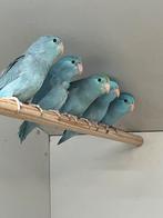Blauwe Forpus, Meerdere dieren, Dwergpapegaai of Agapornis, Geringd