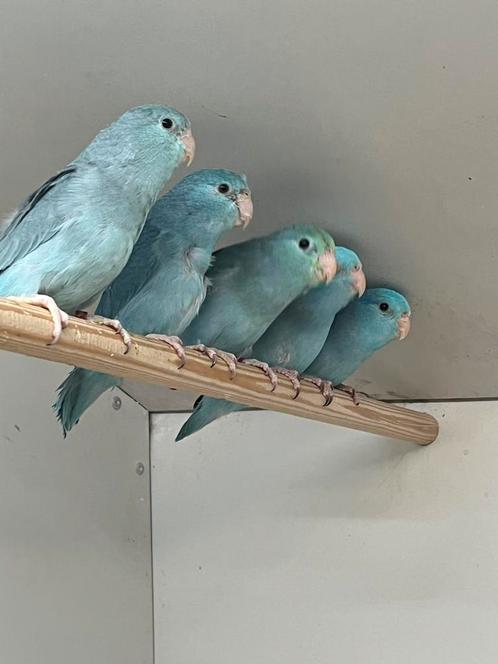 Blauwe Forpus, Dieren en Toebehoren, Vogels | Parkieten en Papegaaien, Dwergpapegaai of Agapornis, Meerdere dieren, Geringd