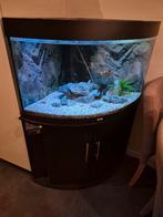 Juwel hoek Aquarium, Dieren en Toebehoren, Ophalen