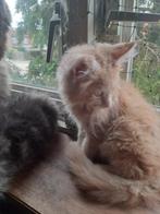 Maine coon kittens raszuivere  mogen verhuizen, Meerdere dieren, Gechipt, 0 tot 2 jaar