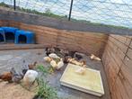 Pekingeenden 10 stuks, Dieren en Toebehoren, Meerdere dieren, Tropenvogel