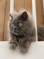 Britse langhaar - grijs, Dieren en Toebehoren, Katten en Kittens | Overige Katten, Kater