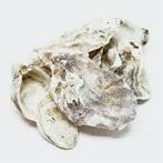 Te koop schone oesterschelpen per 5 kilo voorkom een ph cras, Tuin en Terras, Nieuw, Overige typen, Ophalen of Verzenden