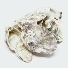 Te koop schone oesterschelpen per 5 kilo voorkom een ph cras