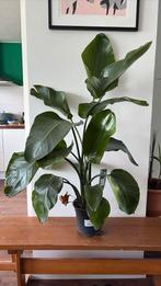Strelitzia Nicolai - Paradijsvogelplant, Volle zon, Vaste plant, Bloeit niet, Ophalen